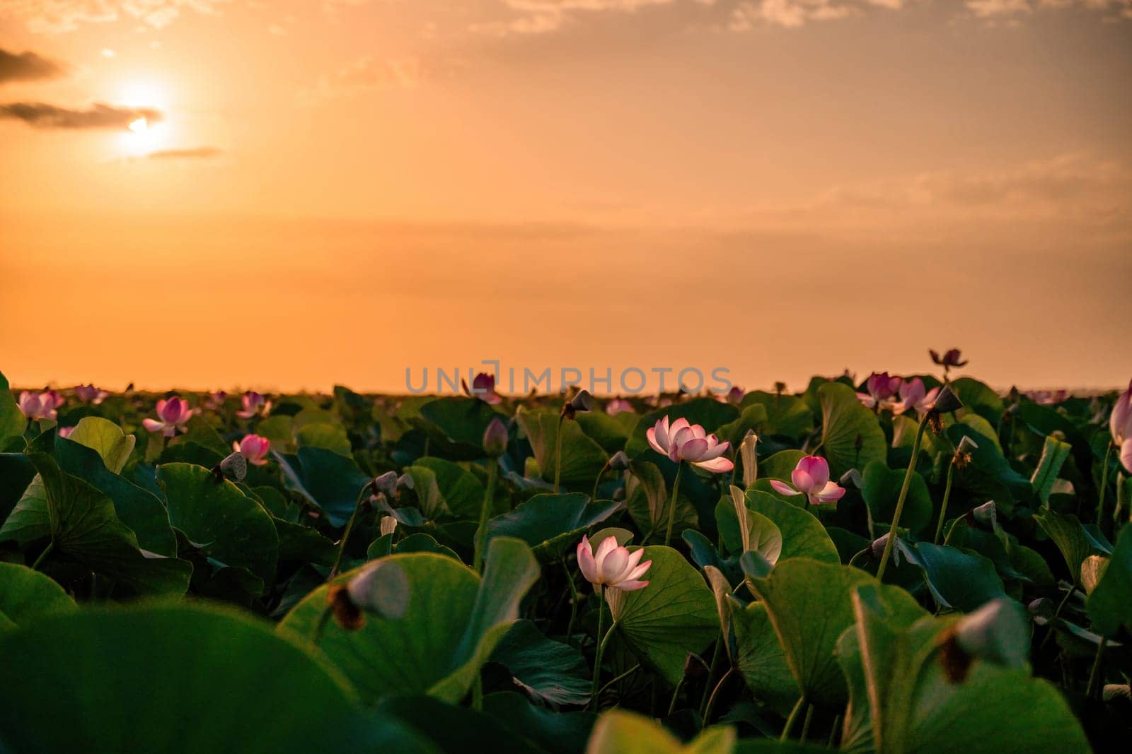 Sunrise in the field of lotuses, Pink lotus Nelumbo nucifera sways in the wind. Against the background of their green leaves. Lotus field on the lake in natural environment. by Matiunina