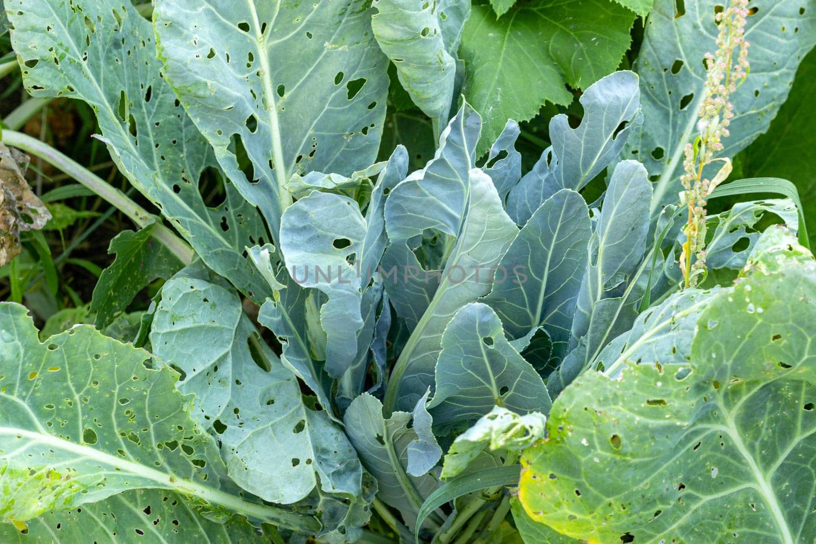 Green leaves of white cabbage eaten by caterpillars. Vegetables in the garden in the village. Agriculture. Harvest. Insect pests.