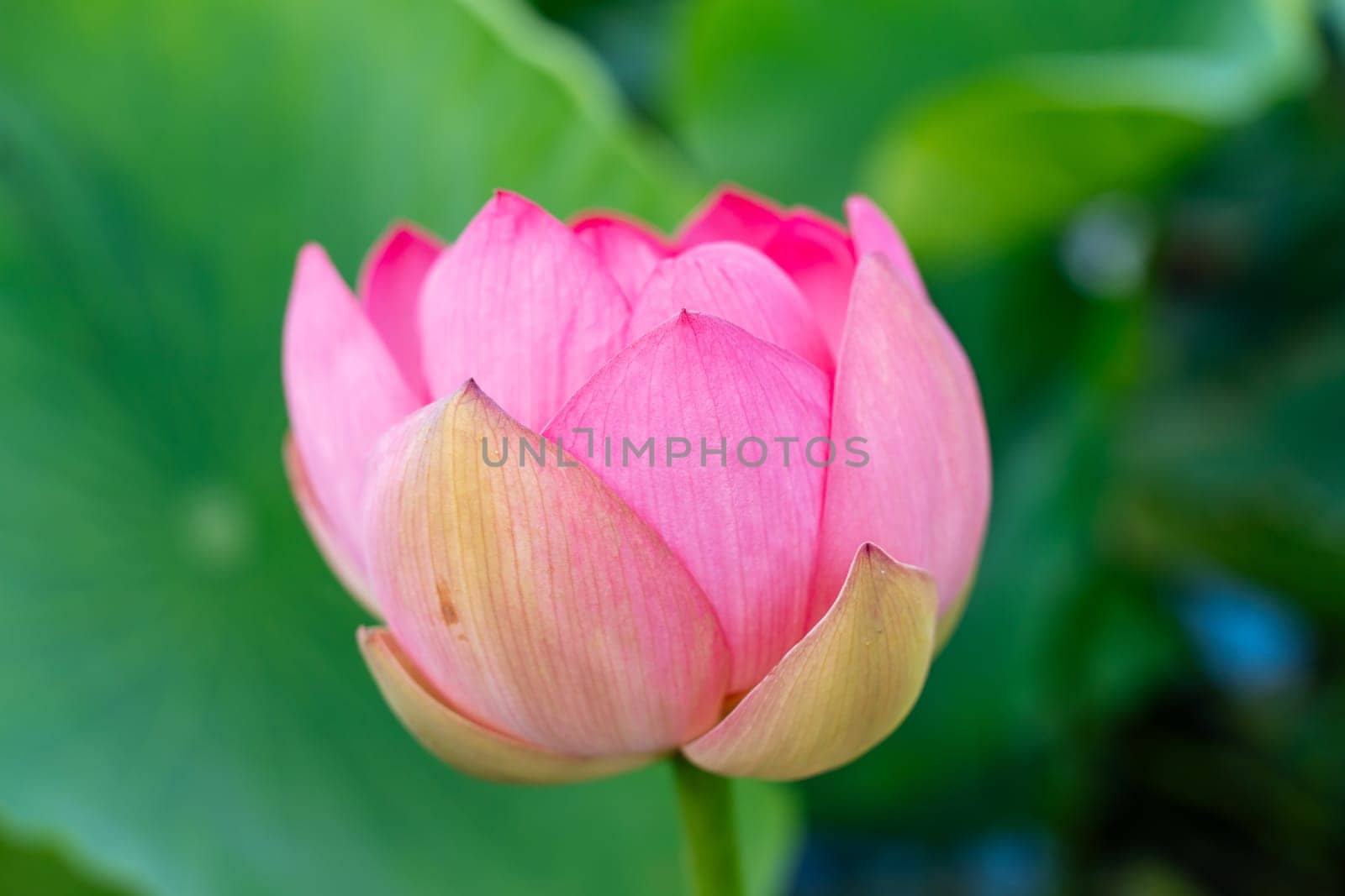 A pink lotus flower sways in the wind, Nelumbo nucifera. Against the background of their green leaves. Lotus field on the lake in natural environment