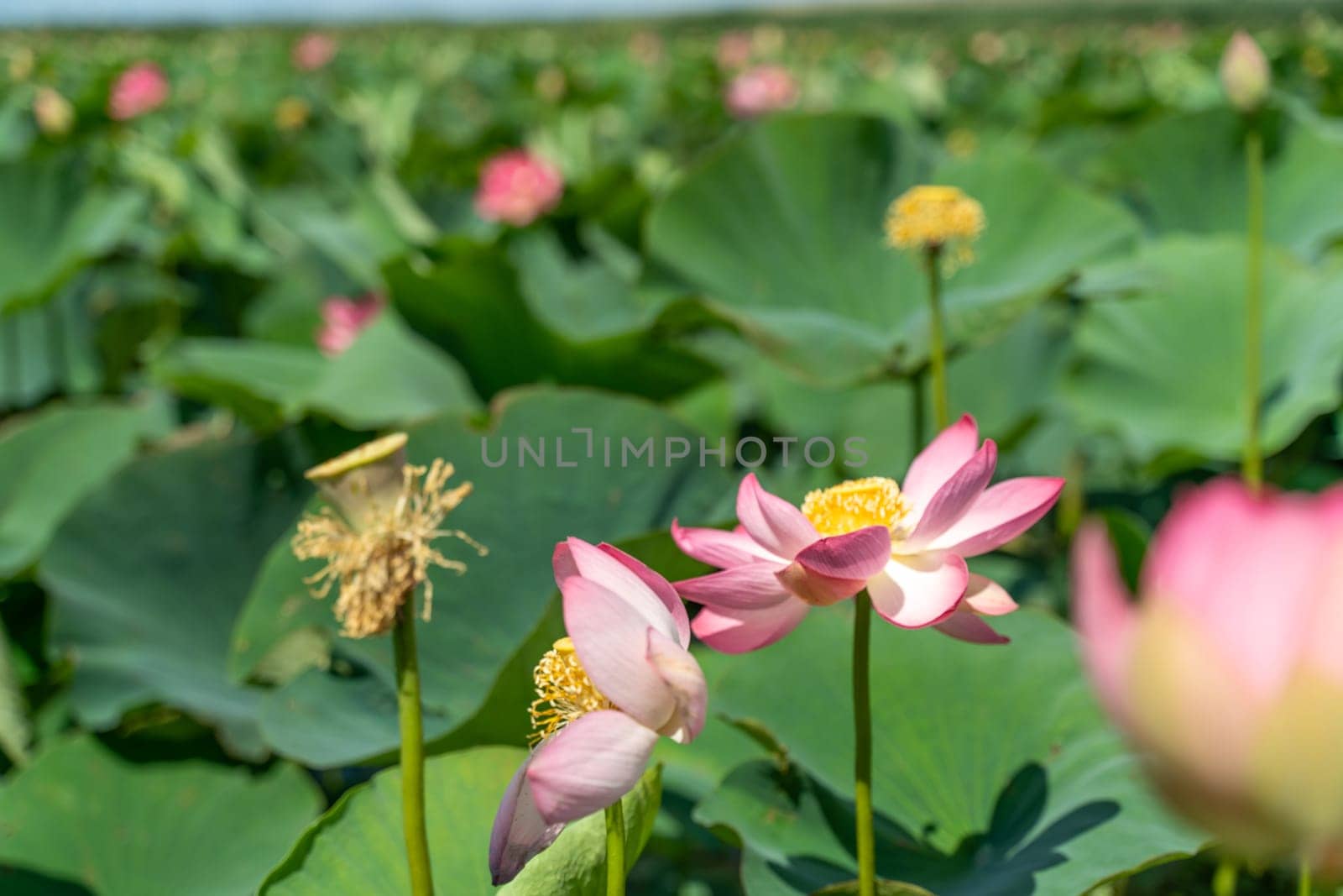 A pink lotus flower sways in the wind, Nelumbo nucifera. Against the background of their green leaves. Lotus field on the lake in natural environment. by Matiunina