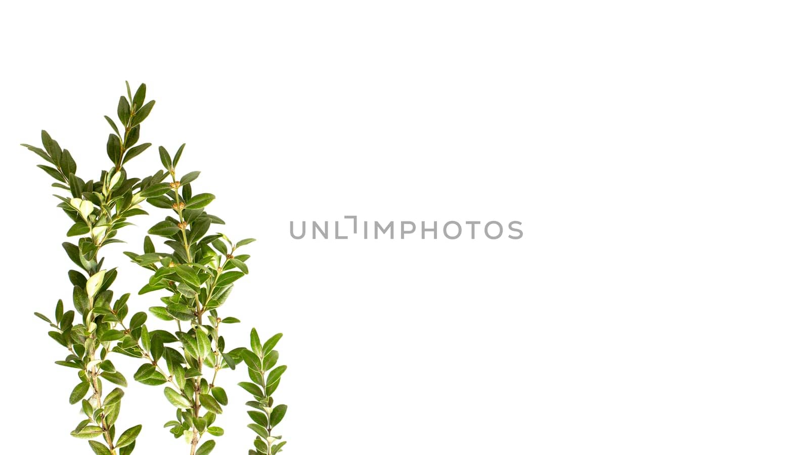 Wide banner ruscus plant branch on the white background. Copy space.
