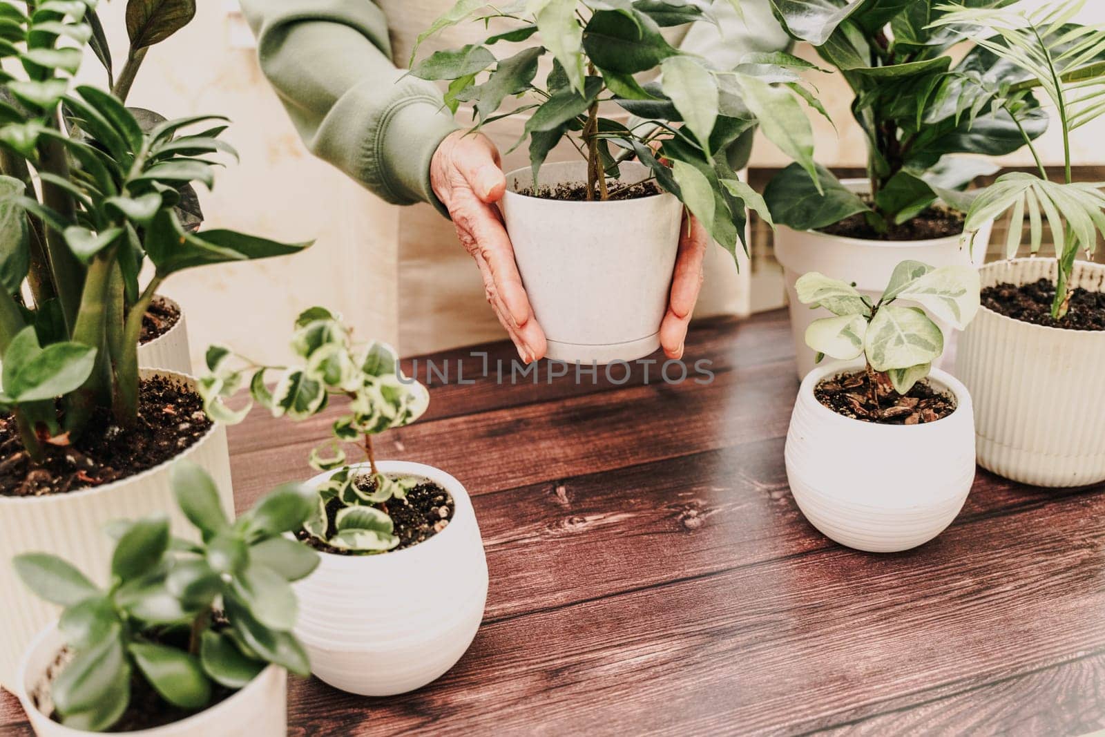 Home gardening, hobby, freelancing, cozy workplace. Grandmother gardener housewife in an apron holds a pot of ficus in her hands by Matiunina