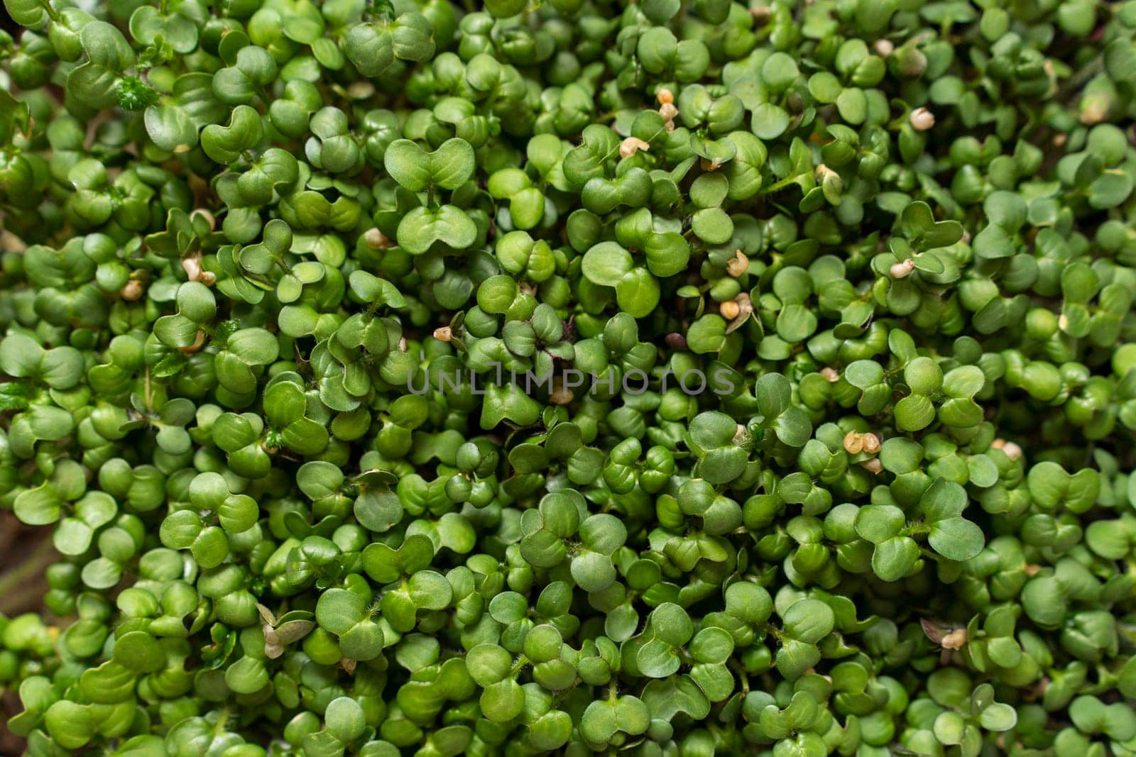 Mustard microgreens. Micro green sprouts for healthy vegan food cooking. Small sprouts of mustard. by Matiunina