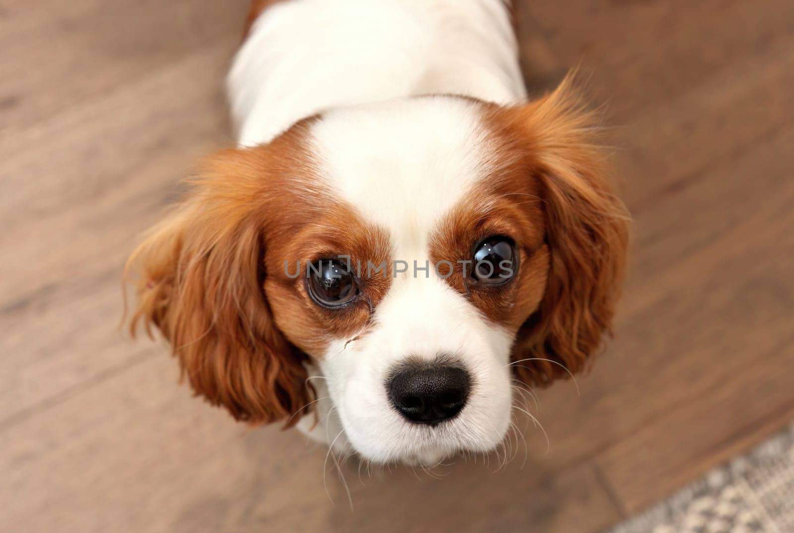 Close up of Adorable Cavalier King Charles Spaniel with corneal ulcer eye injury looking up by markvandam
