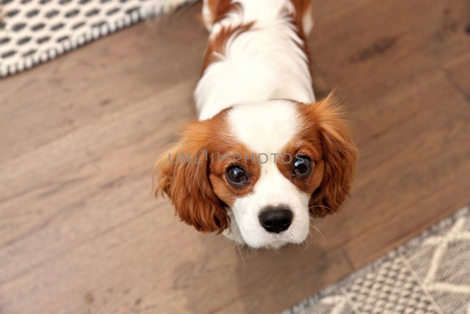 Adorable Cavalier King Charles Spaniel Looking Expectantly Up at Camera with Puppy Dog Eyes. High quality photo