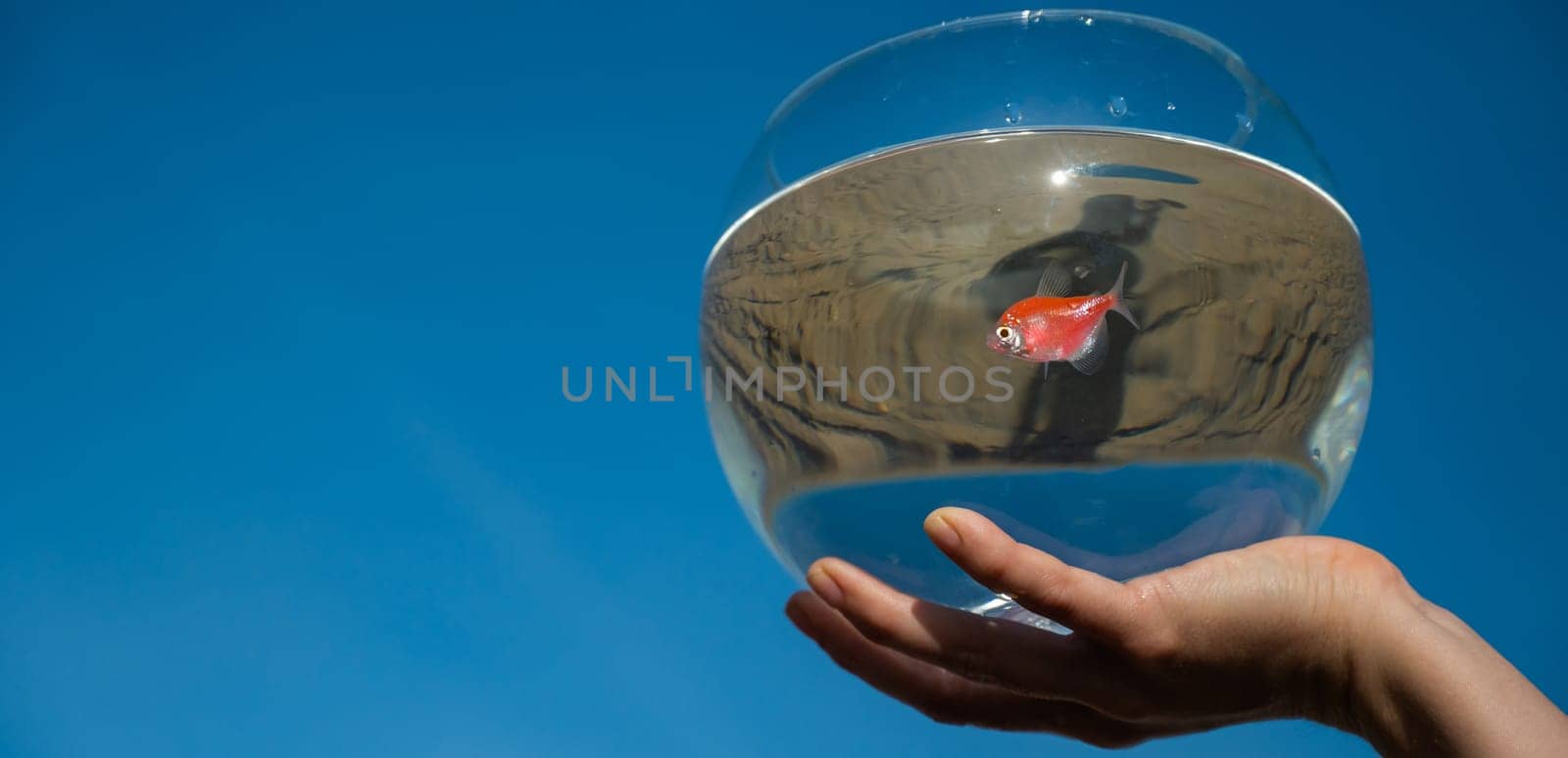 Woman holding round aquarium with goldfish on blue sky background. by mrwed54