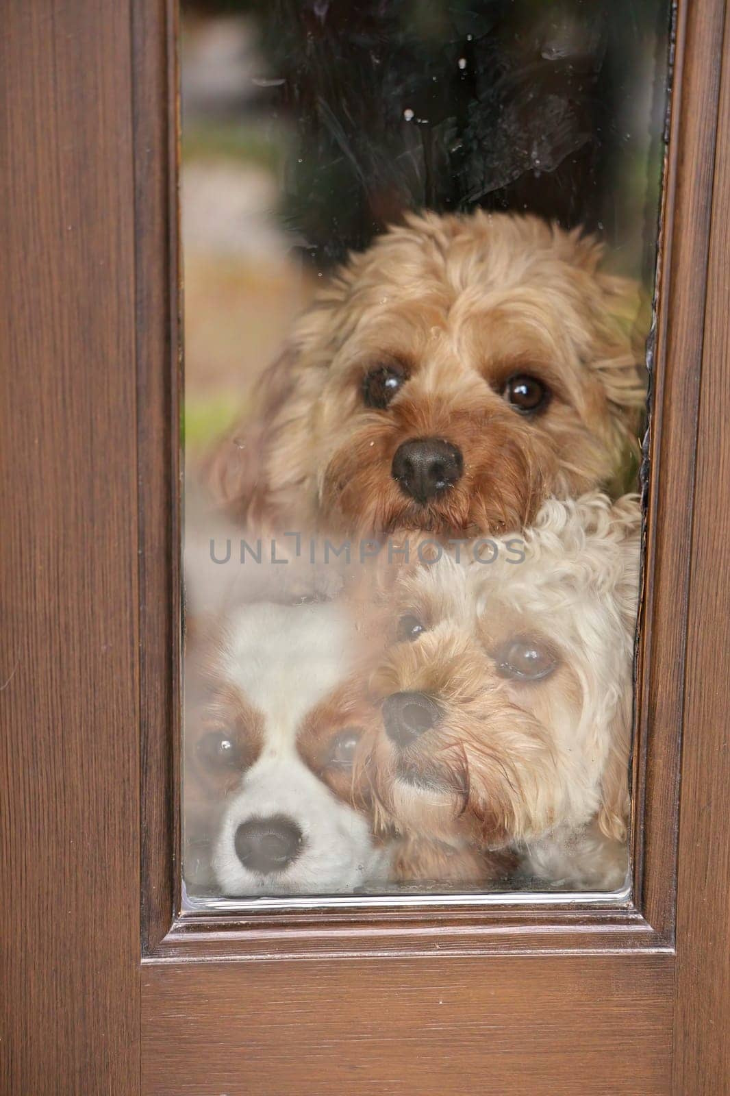 Three Adorable Dogs Eagerly Press Against a Window beside a Door Waiting for their Owner to return by markvandam