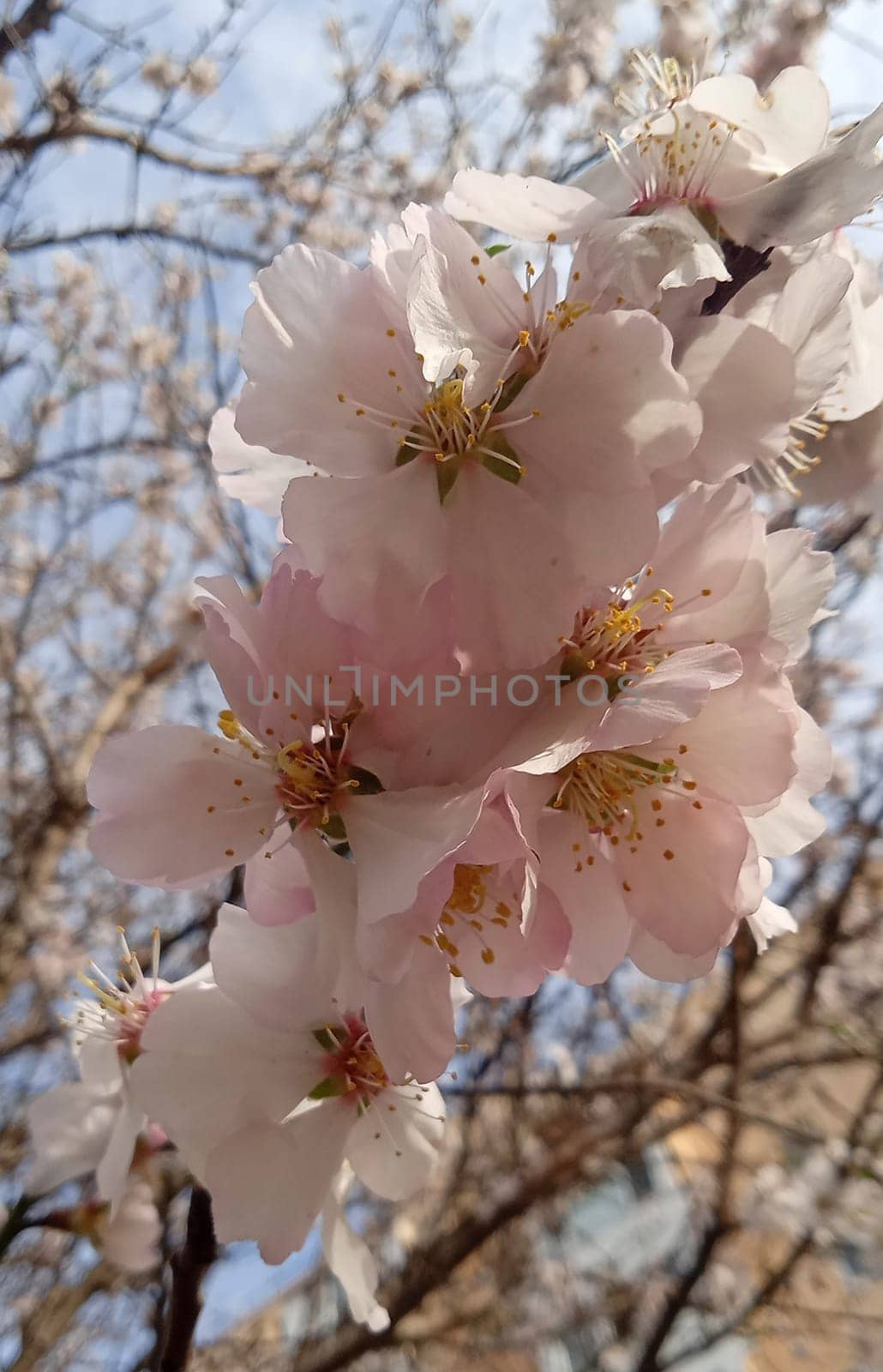 Cherry blossom close up twig with flowers, sakura flowers by fireFLYart