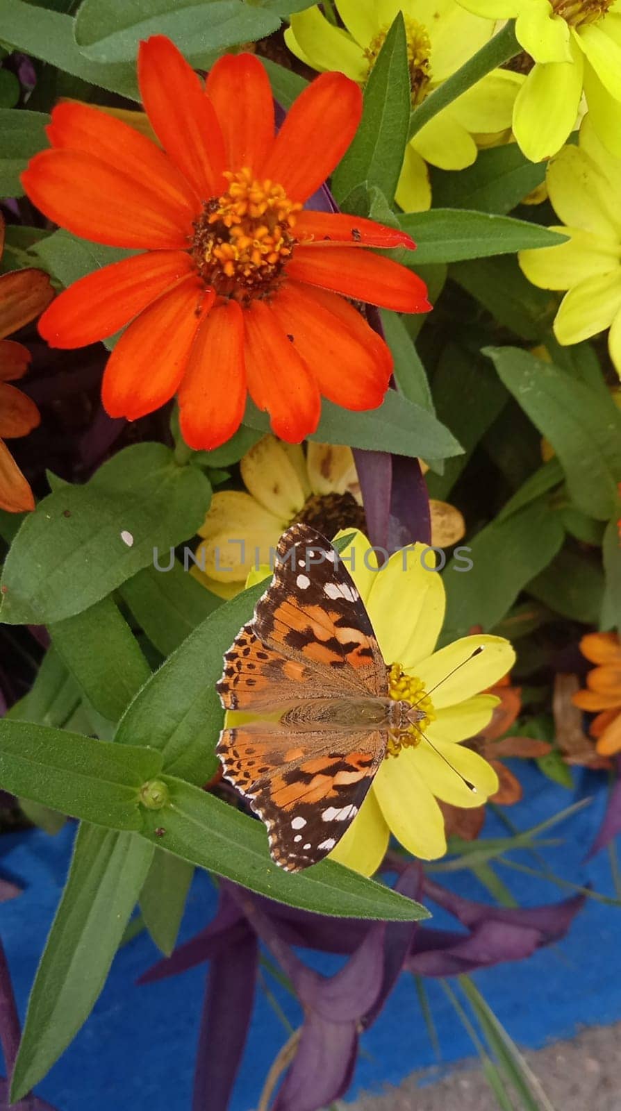 Butterflies and flowers in the garden on green foliage