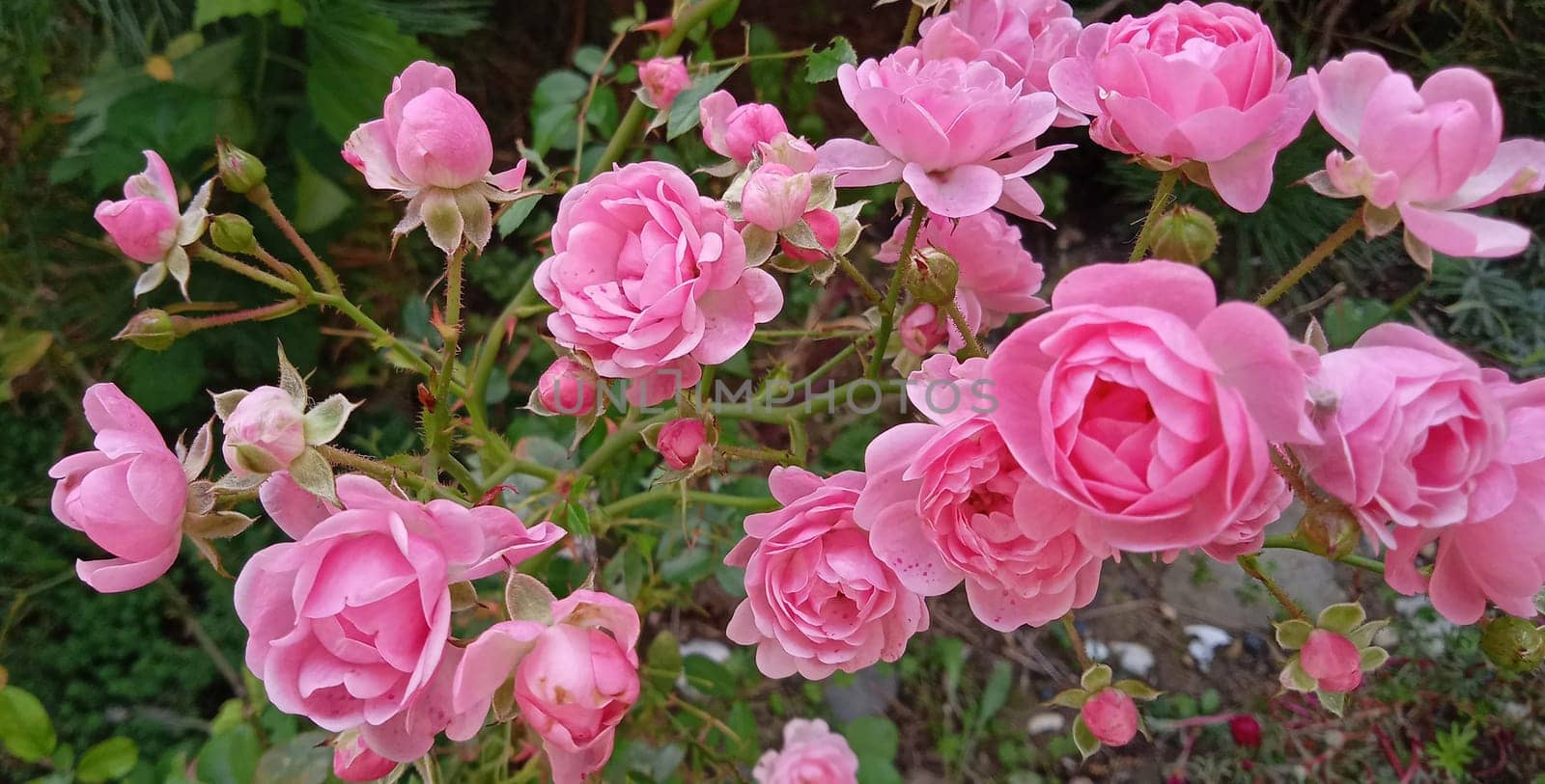 A lot of small pink roses on bush closeup in sunset garden. Pink roses bushes blooming