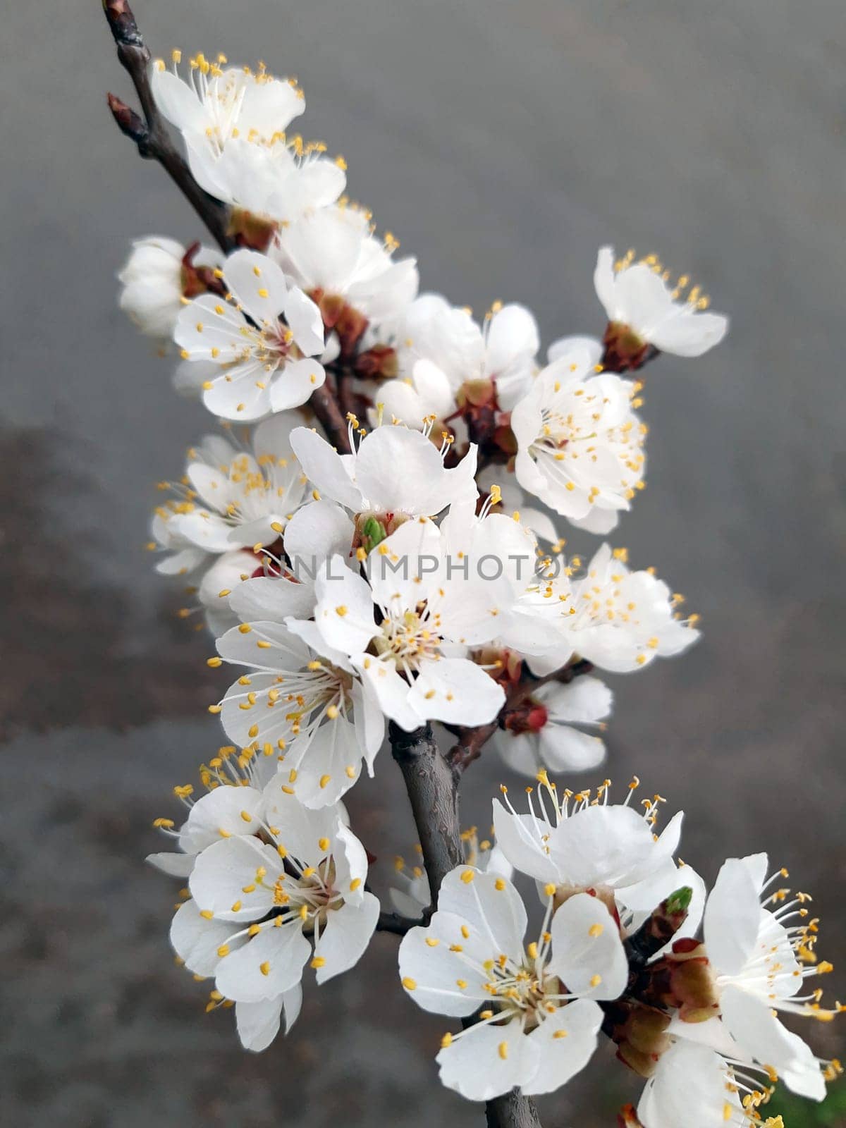 Apricot branch with blooming flowers in spring close-up.Apricot blossom.