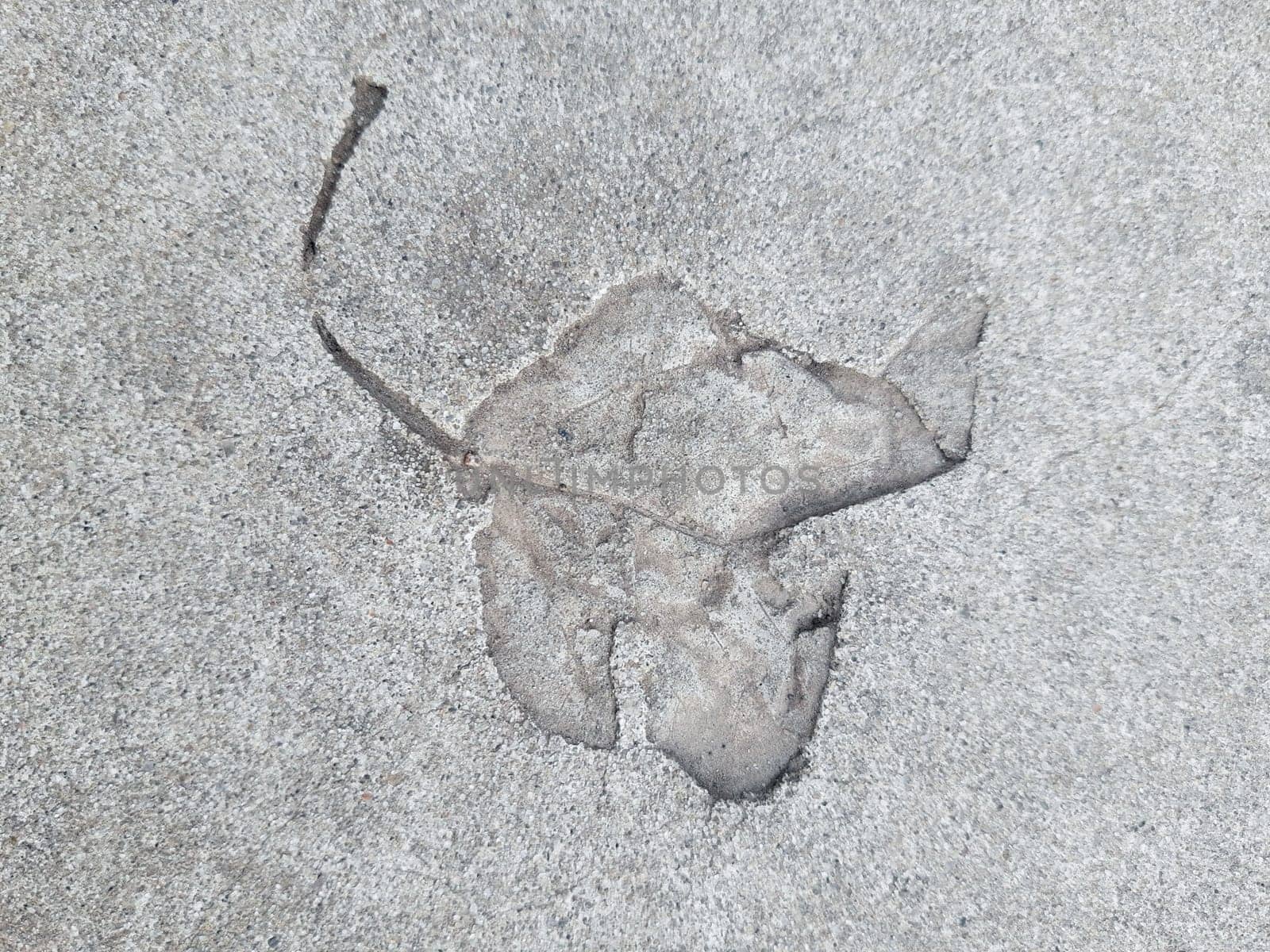 The imprint of a fallen autumn leaf on gray dry concrete close-up.