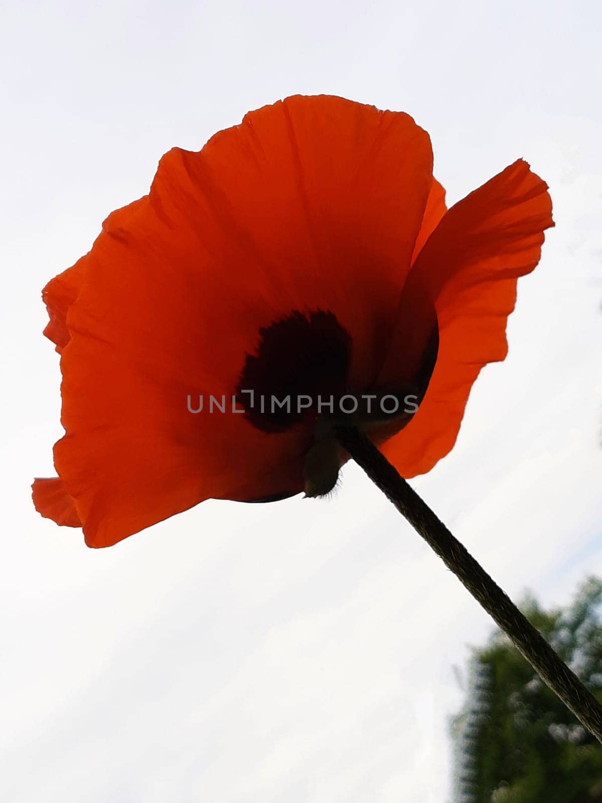 Red poppy close-up on the background of the sky view from below.