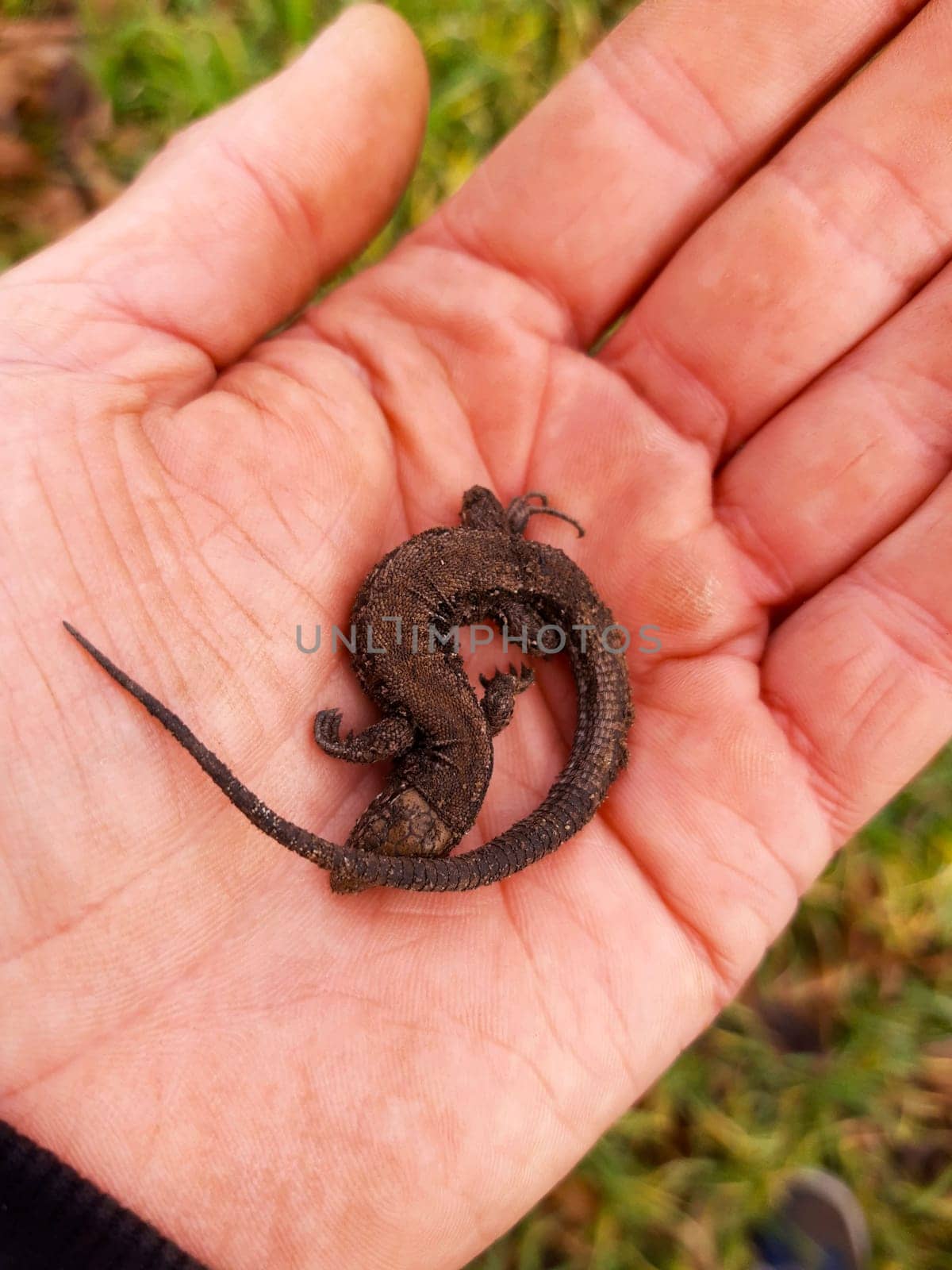 Sleeping small brown earthen lizard in the palm of your hand.