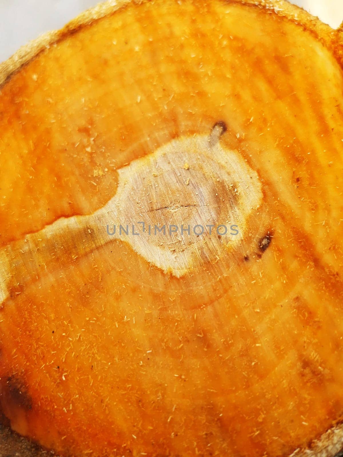 Close-up of a fresh trunk of a cut apple tree. Sawed trunk macro.