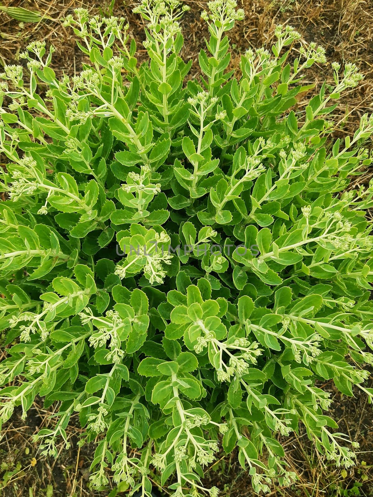 Green leaves of the bush in summer against the background of dry grass top view.