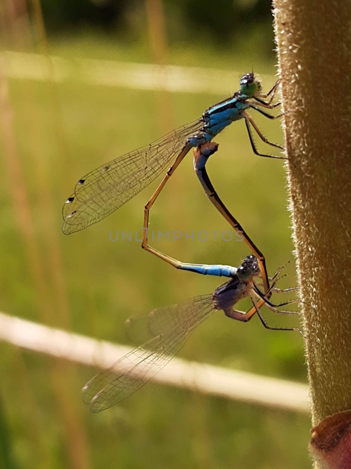 Blue dragonflies mate on a summer day, sitting on a plant against the backdrop of greenery.