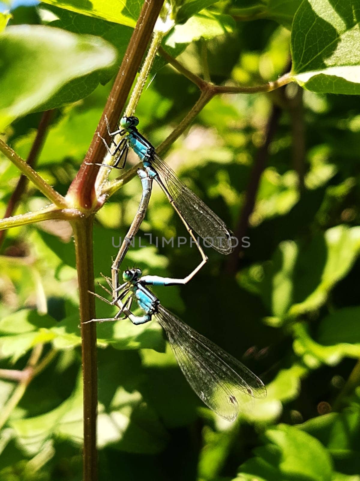 Blue dragonflies mate on a summer day, sitting on a plant against the backdrop of greenery.