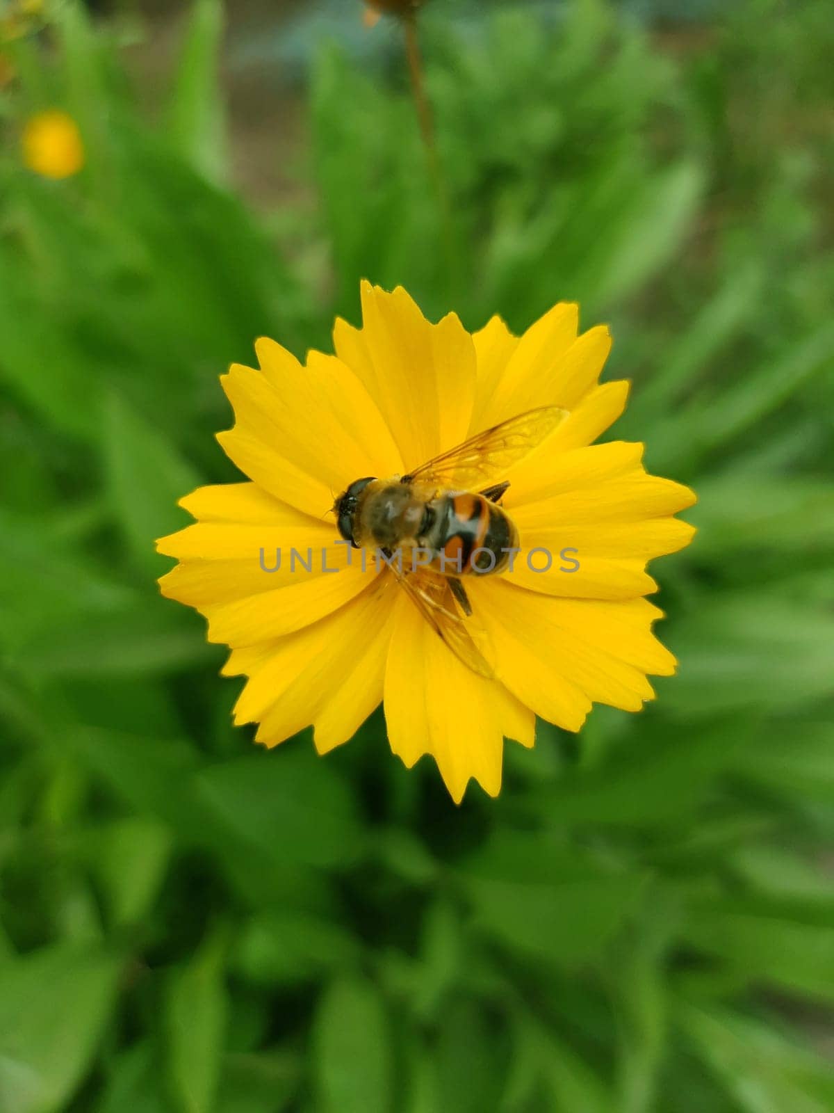 Illnitsa vulgaris on a yellow flower close-up by Endusik