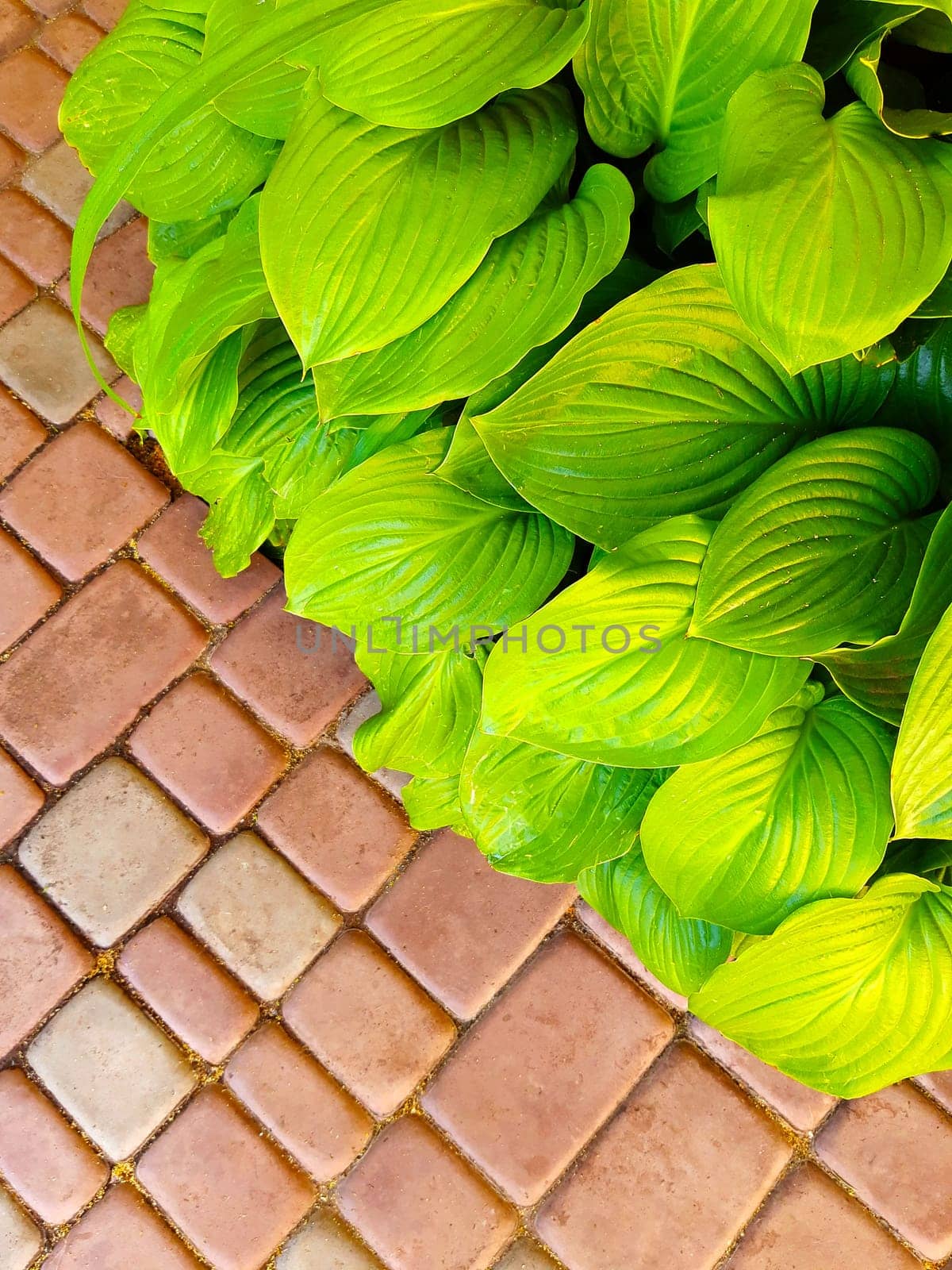 Hosta leaves near stone garden path close-up. Green leaves of hosta.