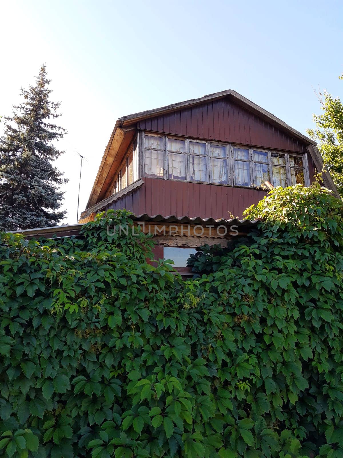 Wild grapes on the background of a country house on a summer morning.