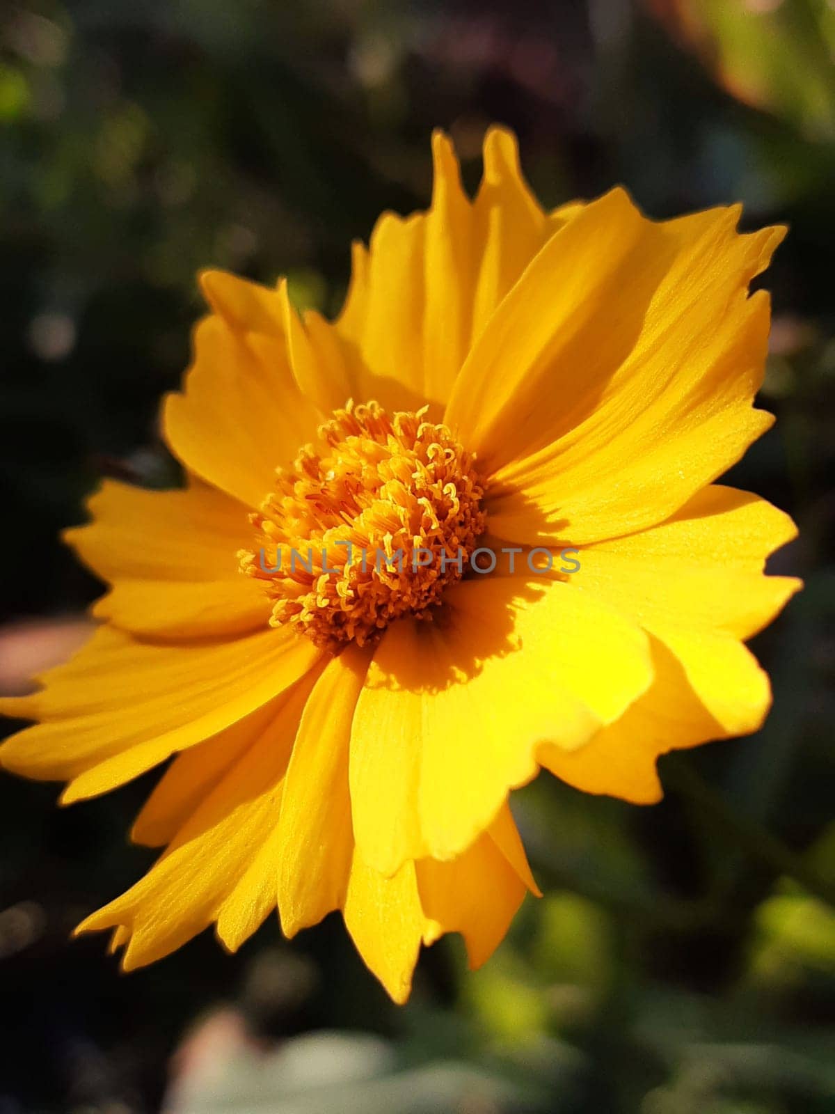 Close-up of a coreopsis flower on a green background on a summer morning in a garden.