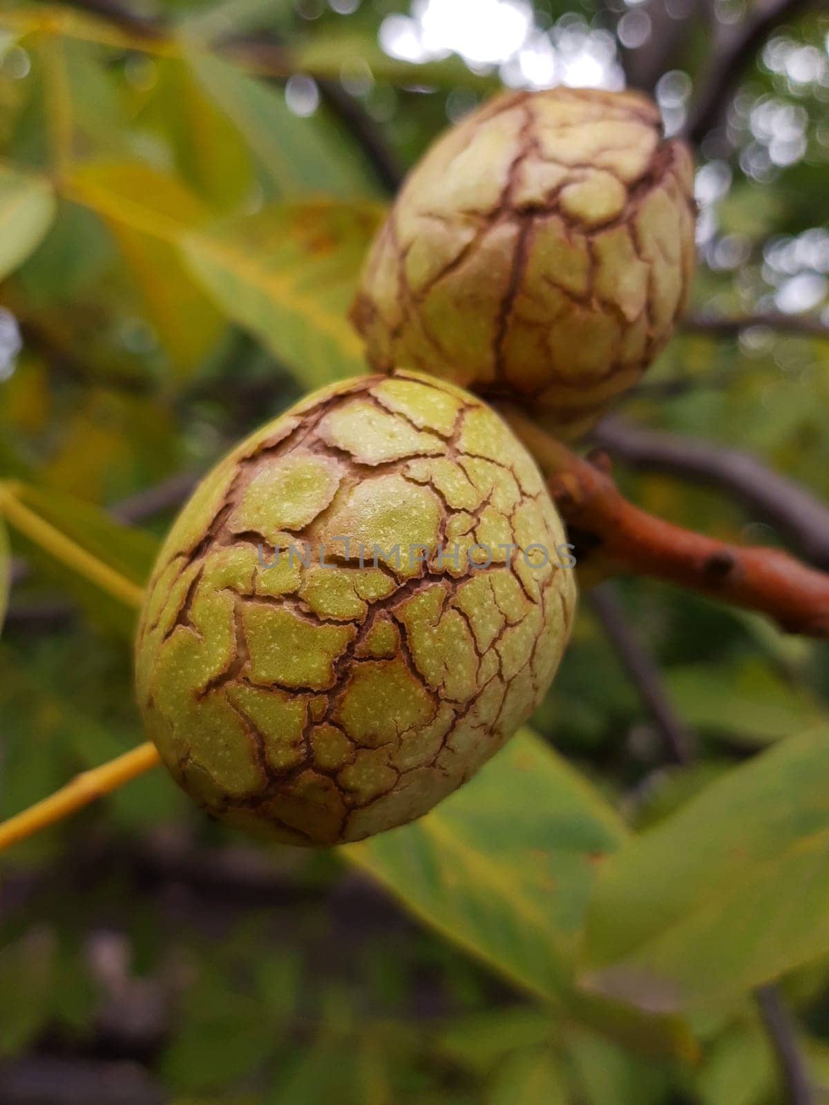 Walnut in an opened green shell on a tree close up.