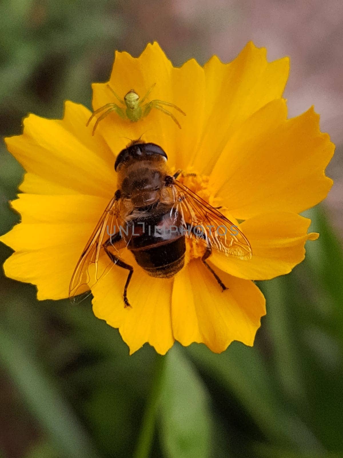 A meeting of an ilnitsa and a spider on a yellow coreopsis flower close-up.