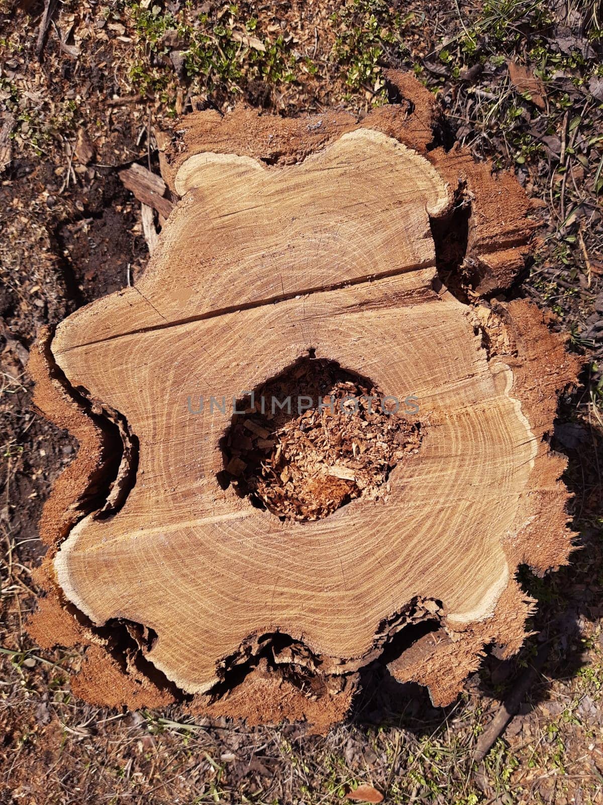 A cut of a tree in a city park close-up.Wood saw cut.