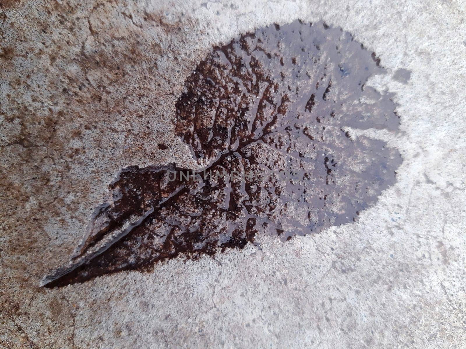 The imprint of a fallen autumn leaf on wet concrete close-up.