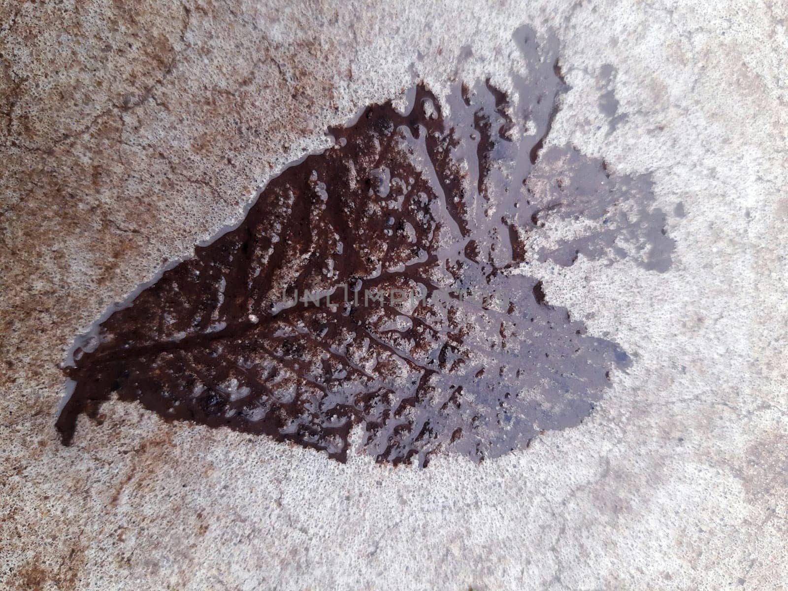 The imprint of a fallen autumn leaf on wet concrete close-up.