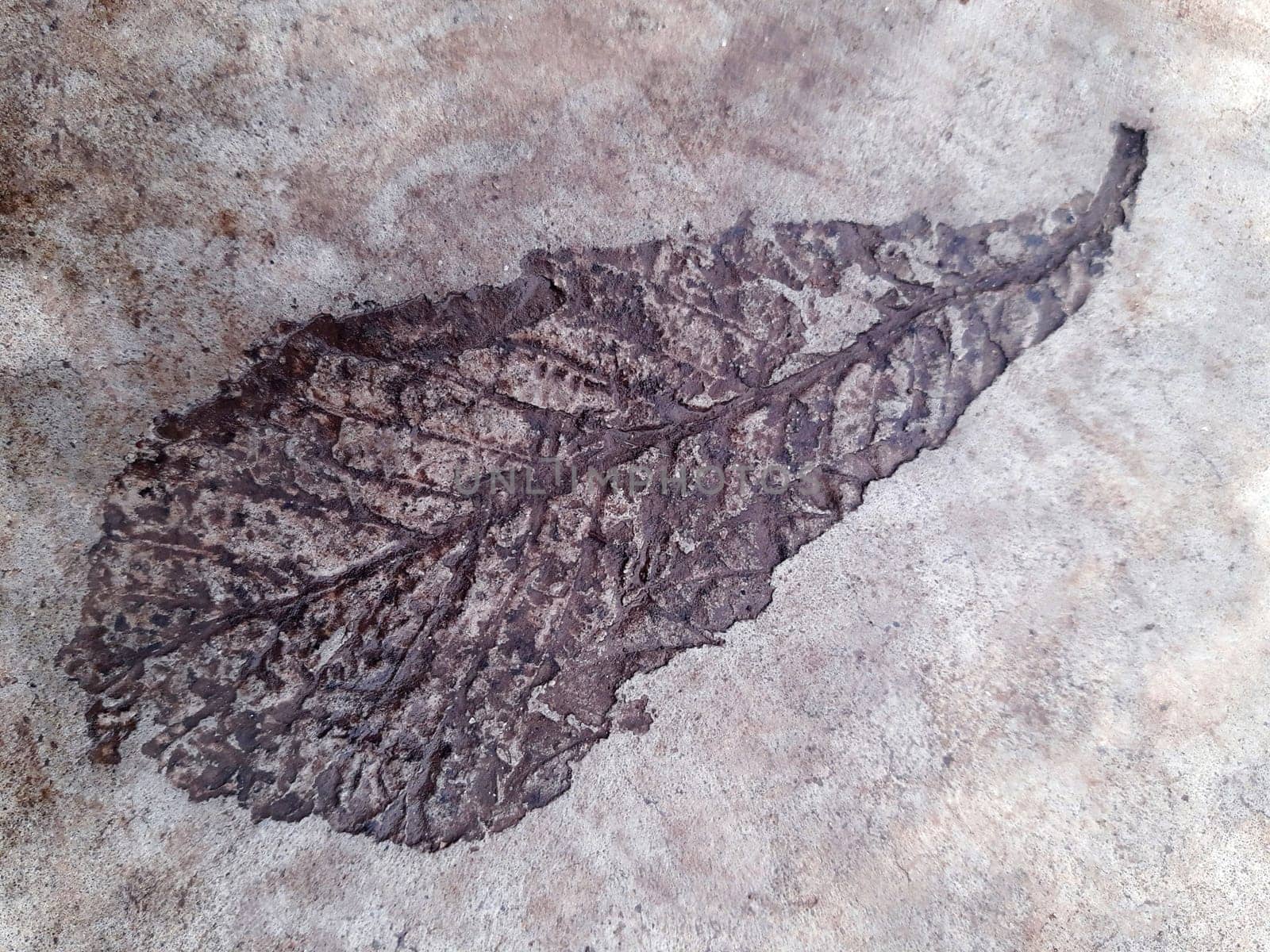 The imprint of a fallen leaf on wet concrete by Endusik