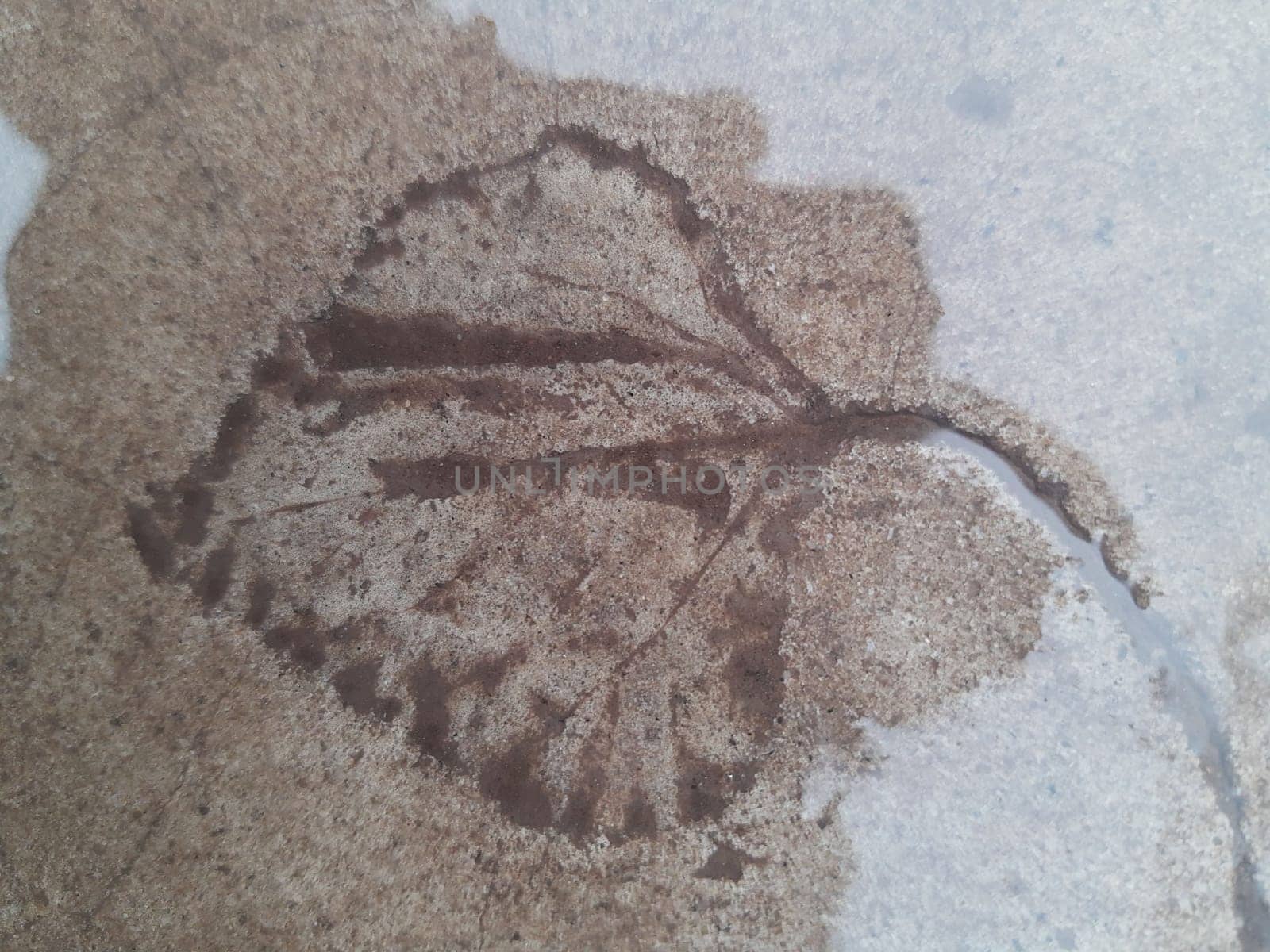 The imprint of a fallen autumn leaf on wet concrete close-up.