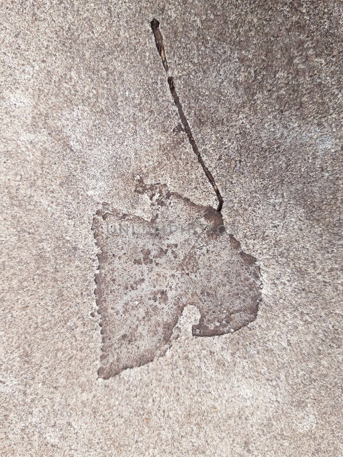 Fallen leaf print on concrete by Endusik