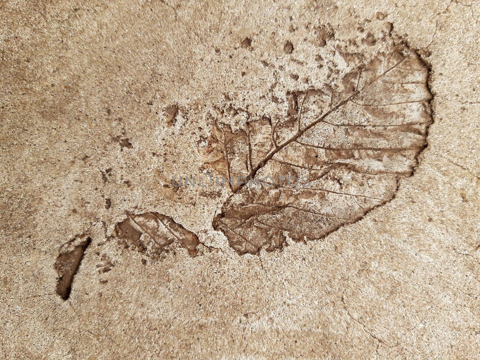 Fallen leaf print on concrete by Endusik