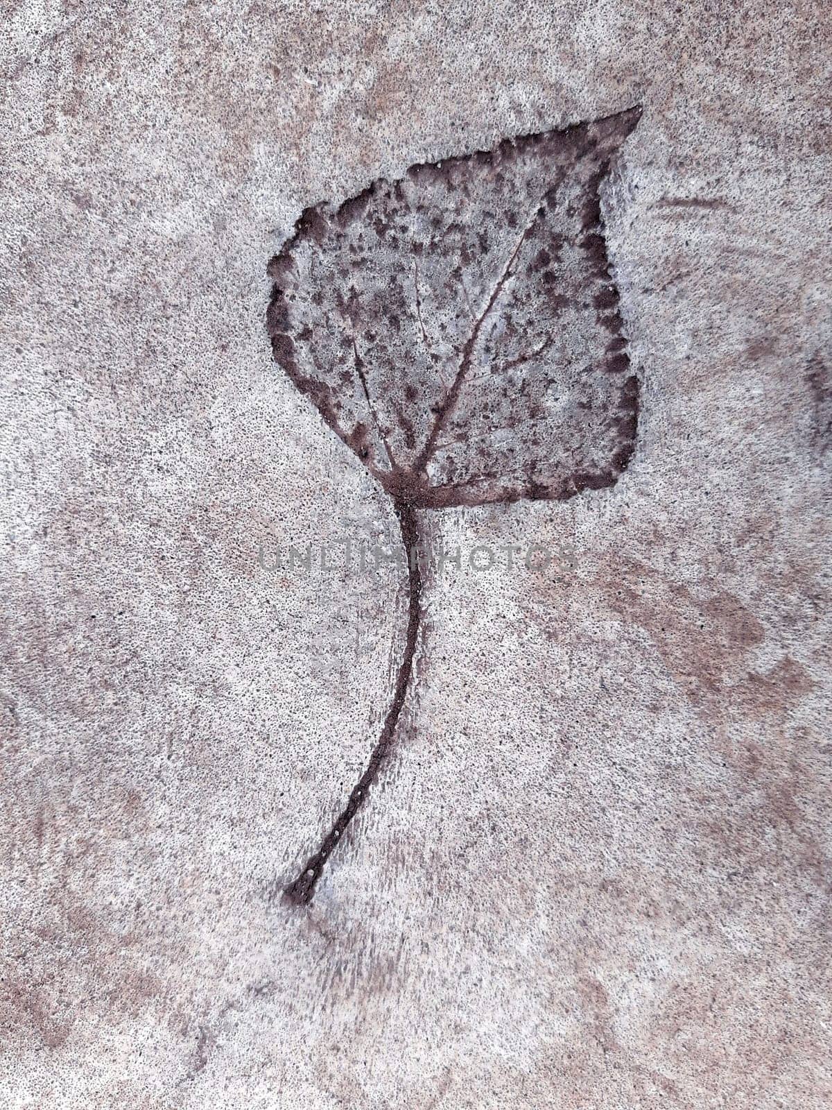 Fallen leaf print on concrete by Endusik