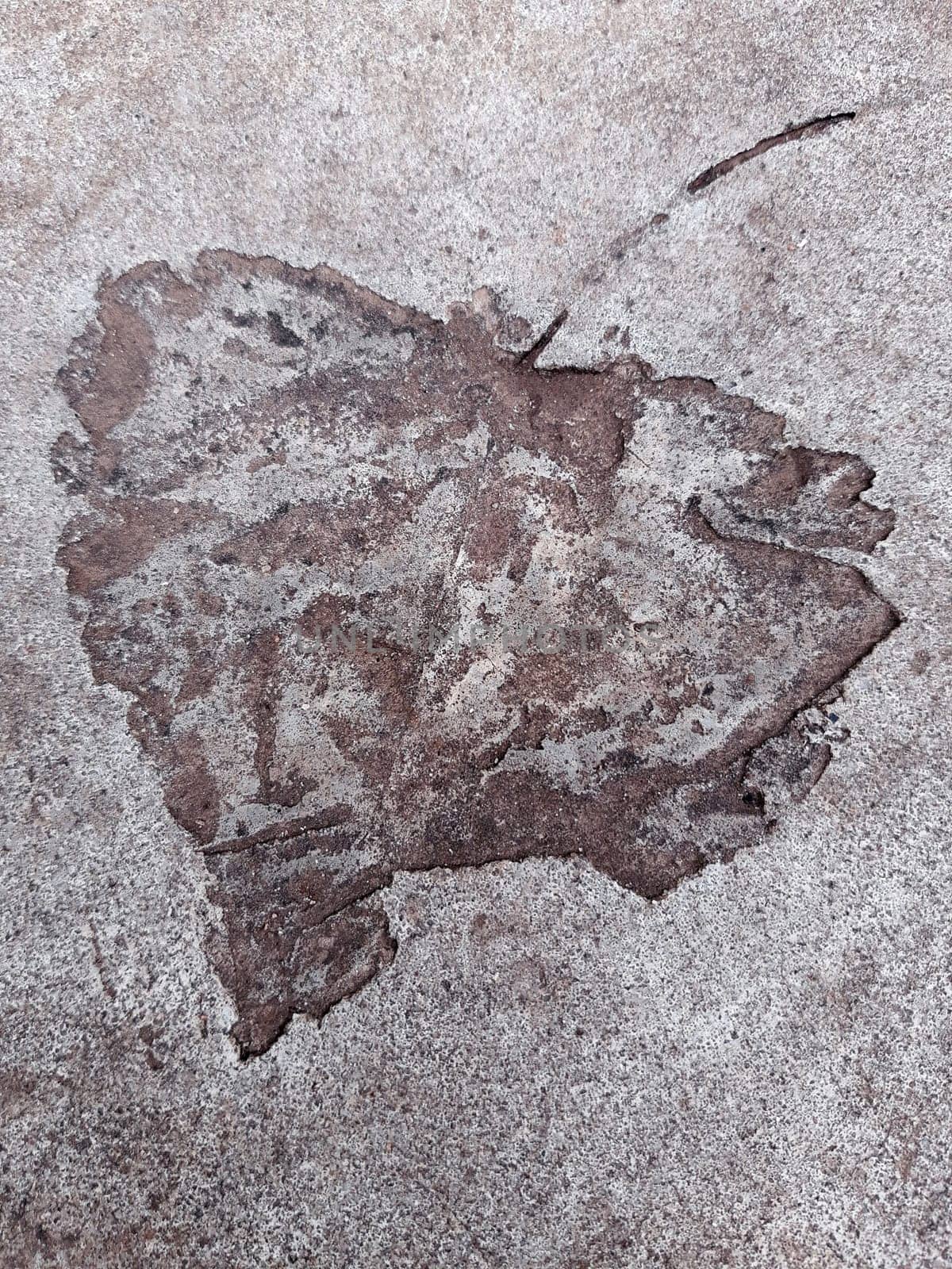 Fallen leaf print on concrete by Endusik