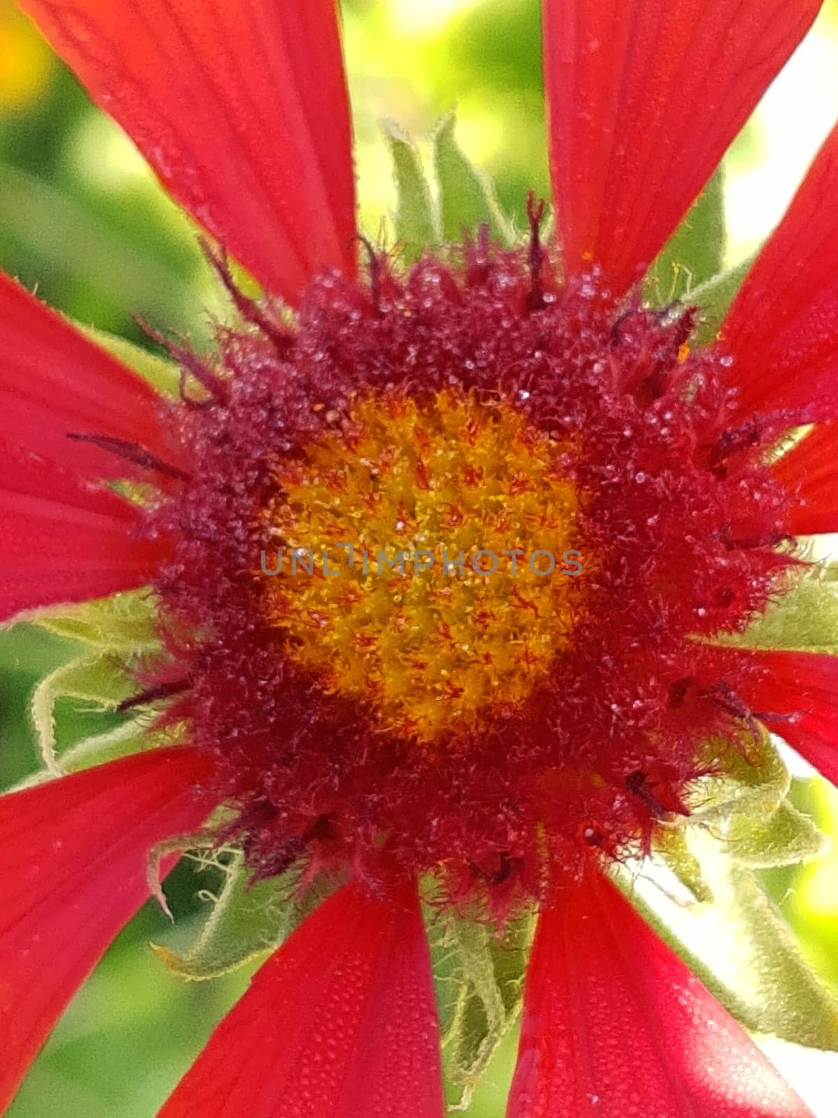 Red flower Gaillardia close-up after rain against the background of greenery.