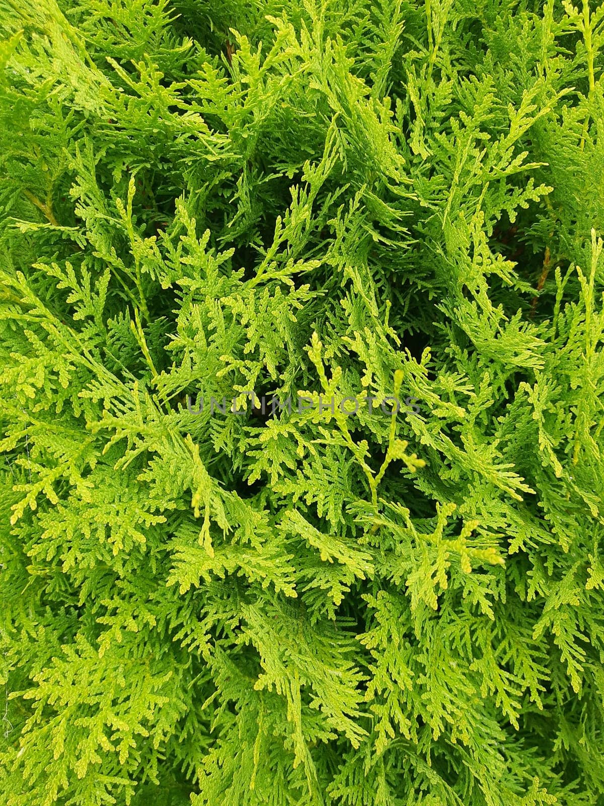 Green leaves of thuja bush in summer close up.