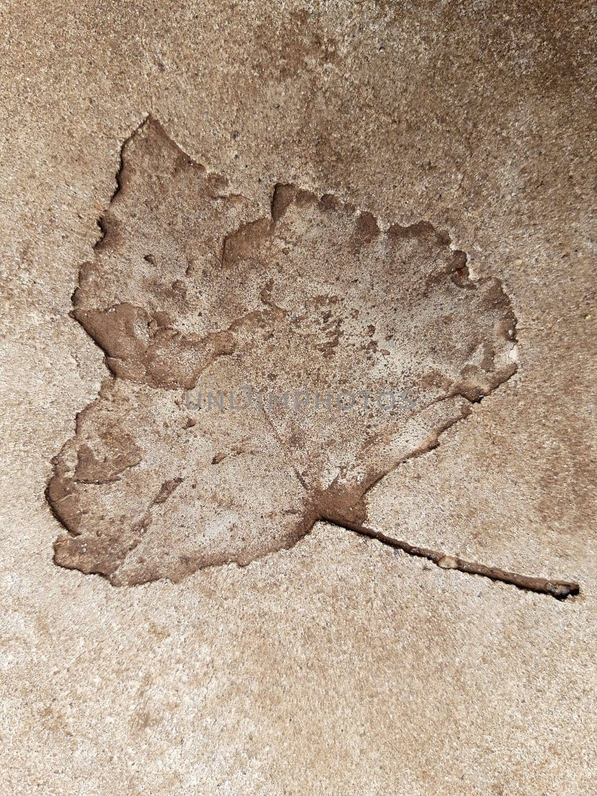 The imprint of a fallen autumn leaf on concrete close-up.