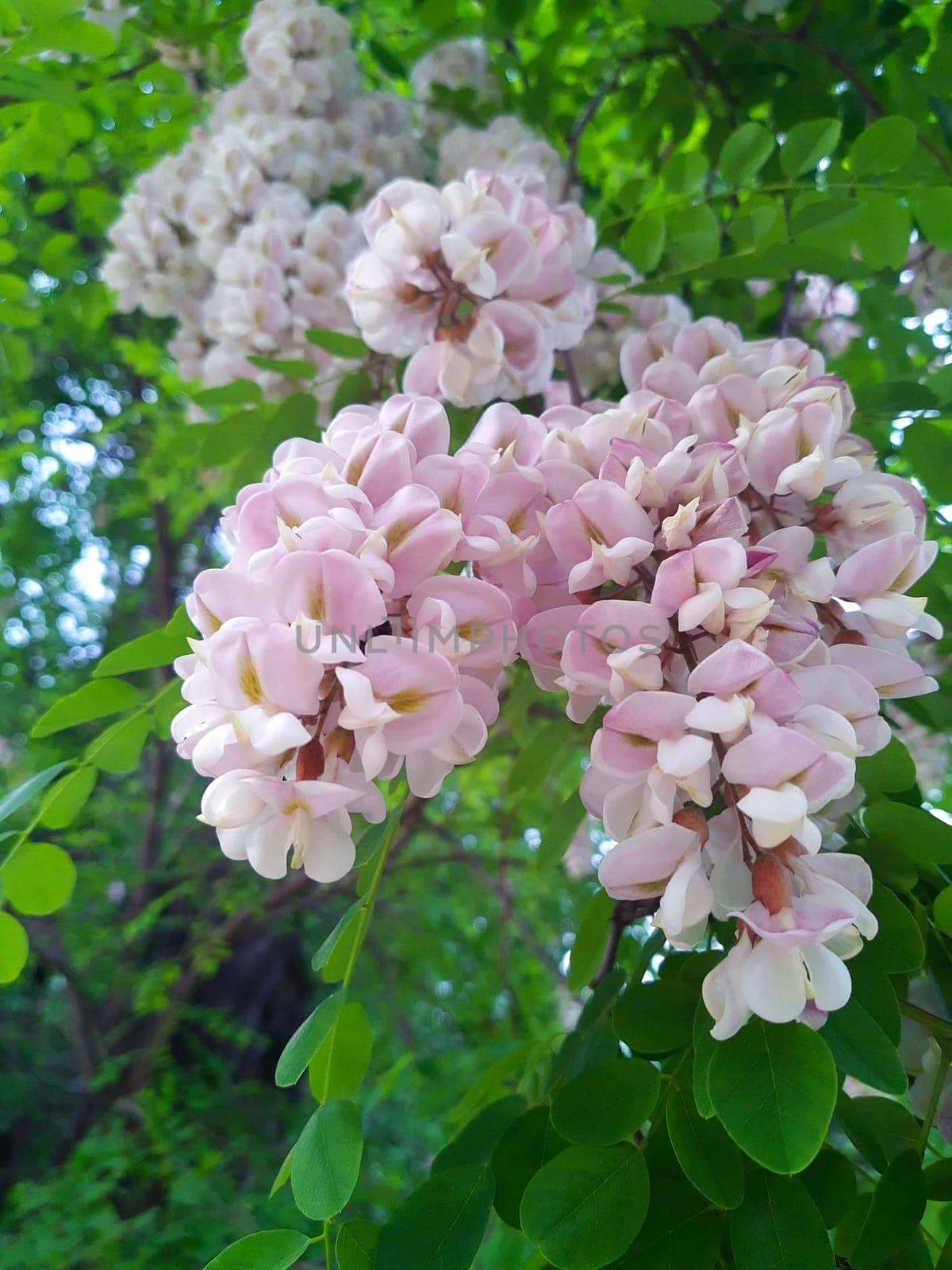 Robinia pseudoacacia flowers against the background of spring leaves close-up.