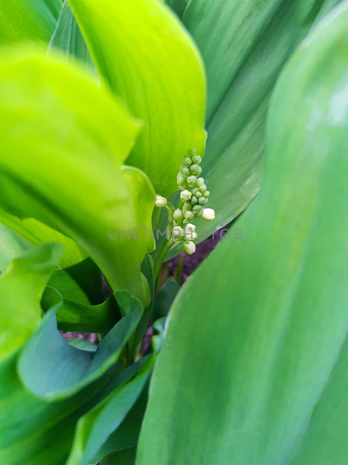 Delicate white lily of the valley flower on a background of leaves close-up.