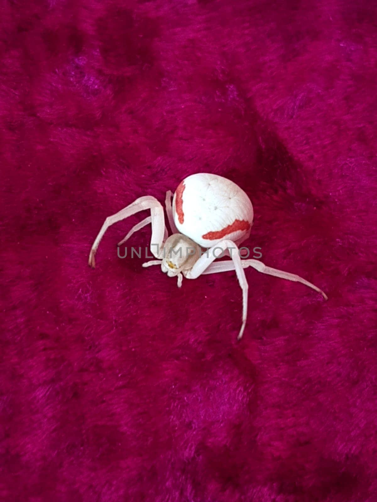 Spider white karakurt on a red blanket close-up.