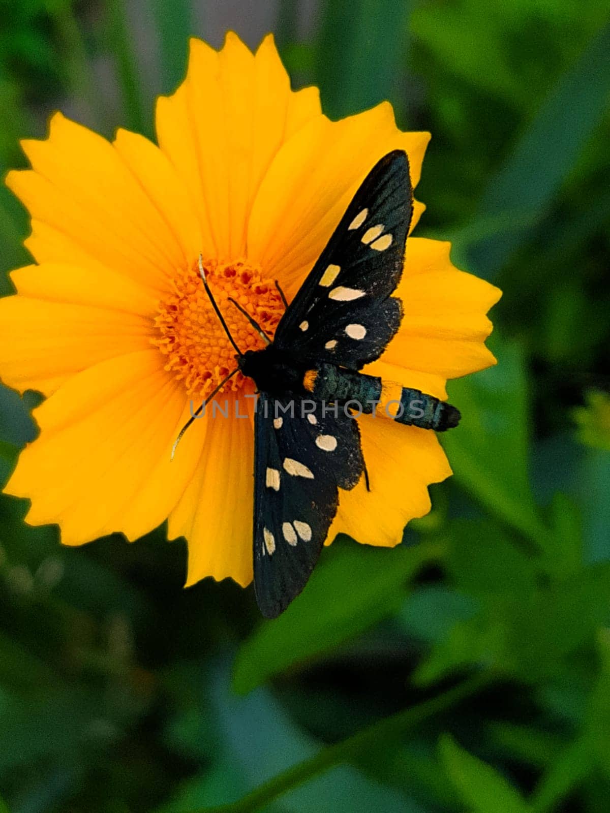 Butterfly Pseudomonas vulgaris on a yellow flower close-up.