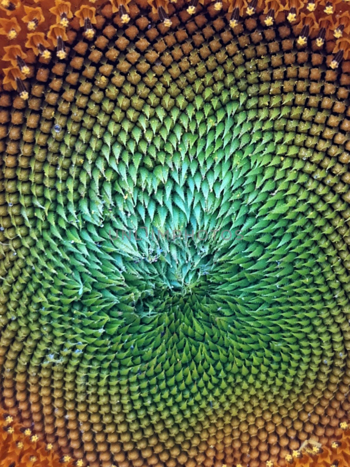 Head of an unripe sunflower close-up. Ripening sunflower seeds.