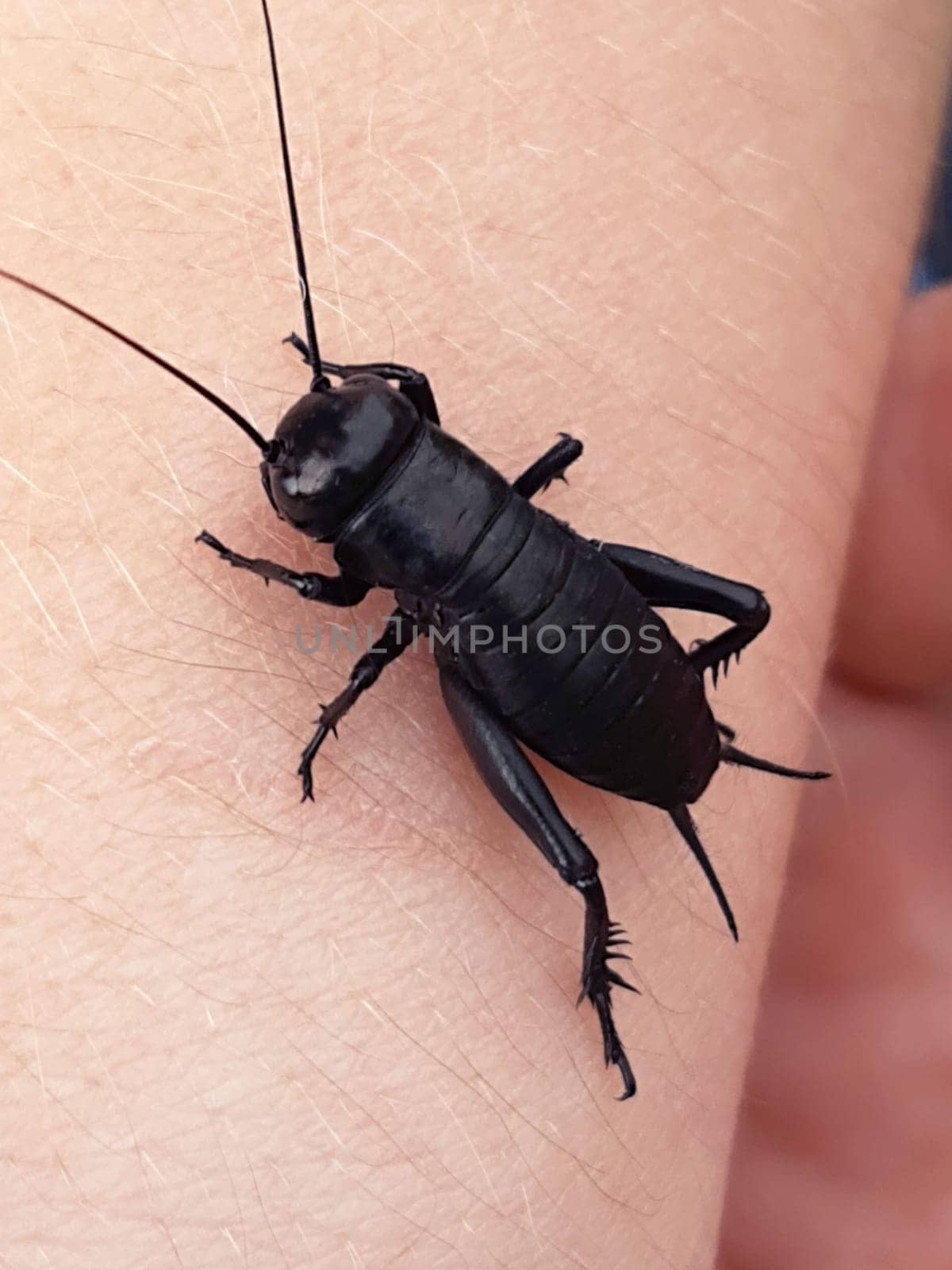 Black cricket on hand close up by Endusik