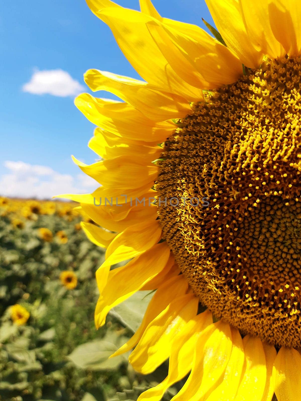 Part of the head of a sunflower against the background of a field of sunflowers and blue sky close-up.