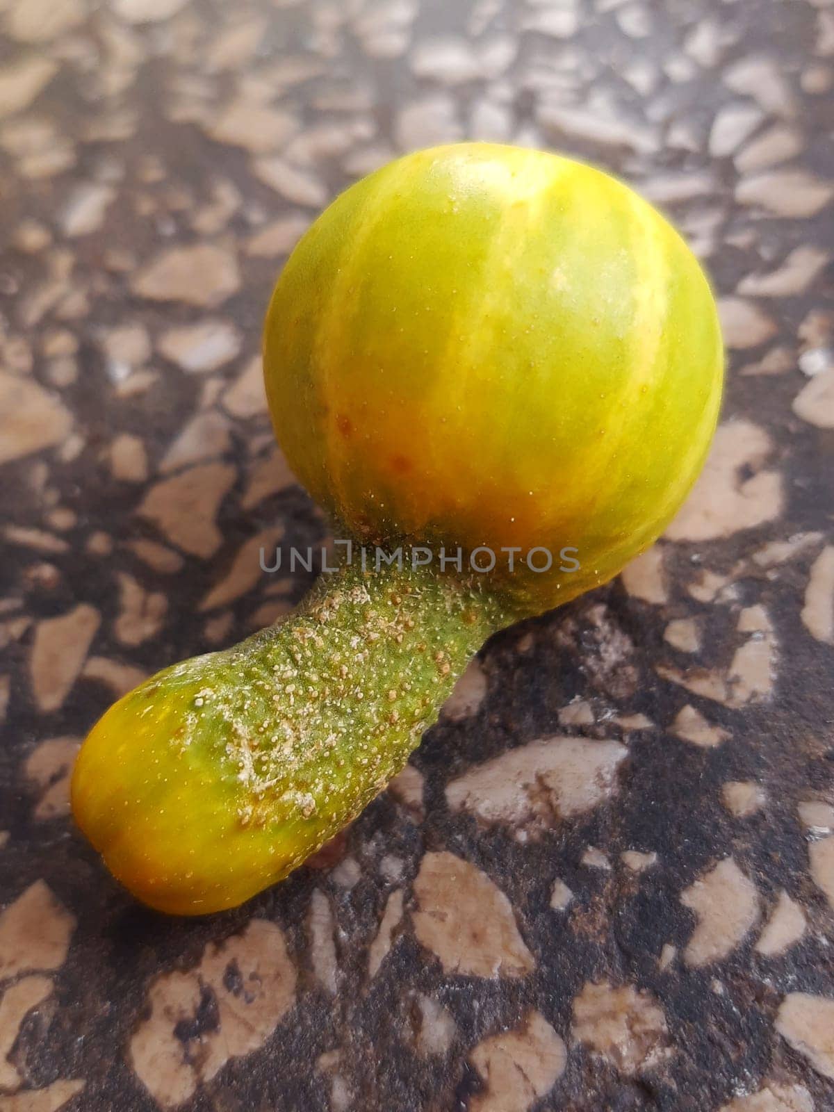 Unusually shaped cucumber on the kitchen window sill close-up.