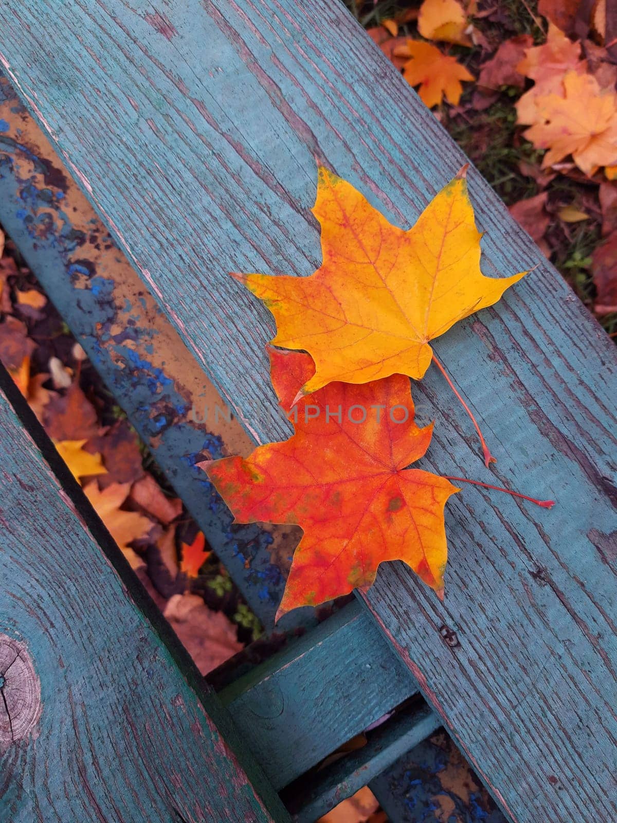 Two autumn maple leaves lie on a wooden bench.