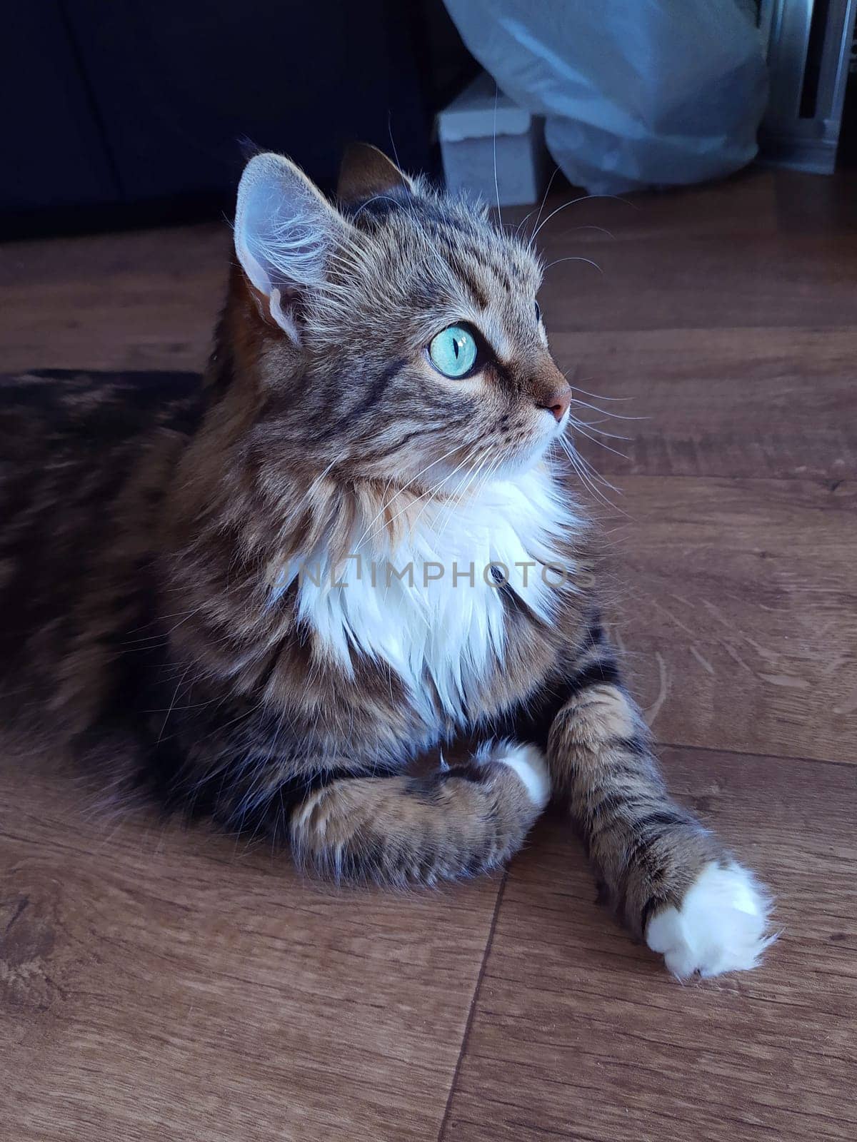 A cat named Crimea lies on the floor and looks into the distance.